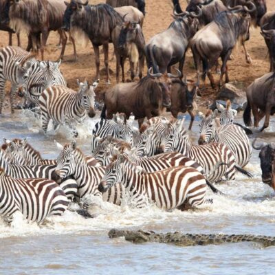 The 10-day wildebeest great migration safari to Serengeti