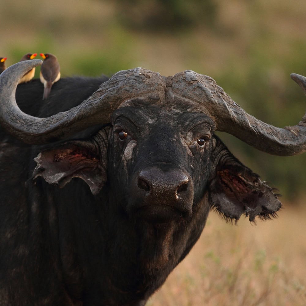 Cape Buffalo on safari 