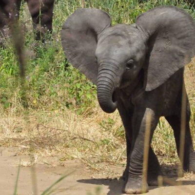 Youn Elephant with big ears on safari tour to Africa