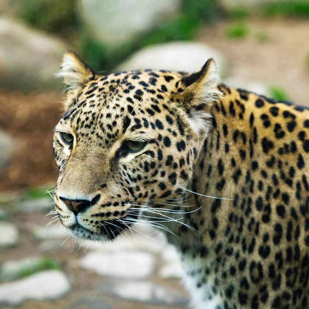 Leopard