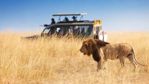 Lion standing in the serengeti safari trip to africa