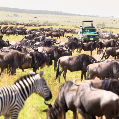 Serengeti safari planning tool