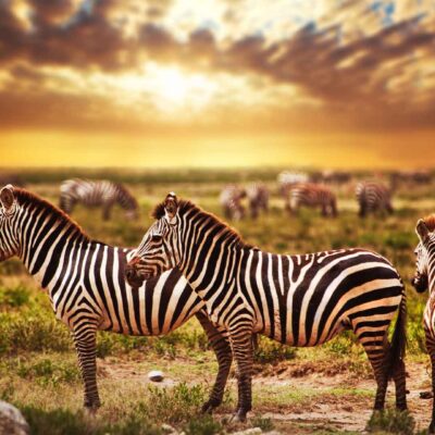 3 zebra standing in serengeti on safari tour to Tanzania