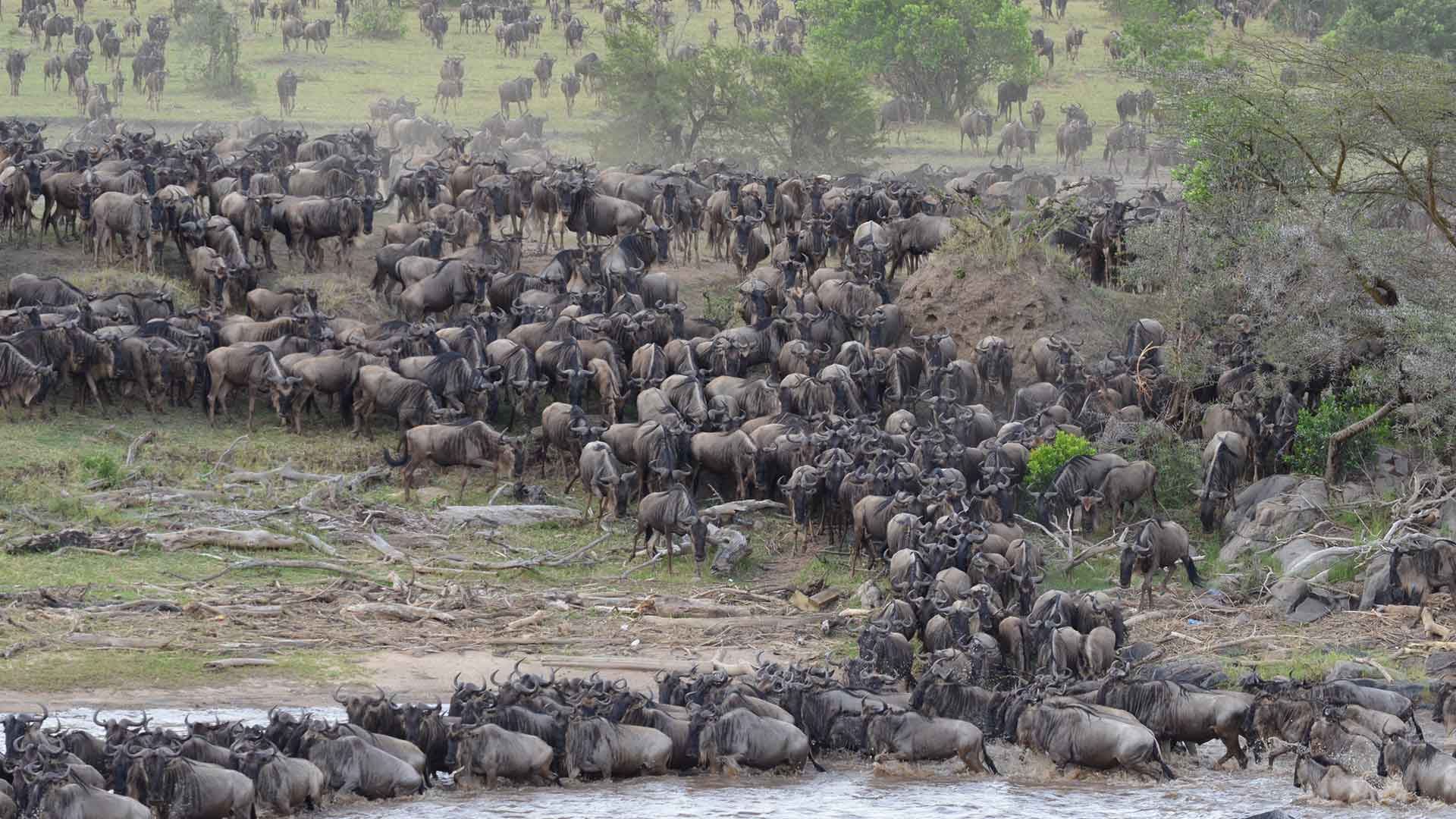 wildebeest crossing the river during great migration safari in serengeti NP