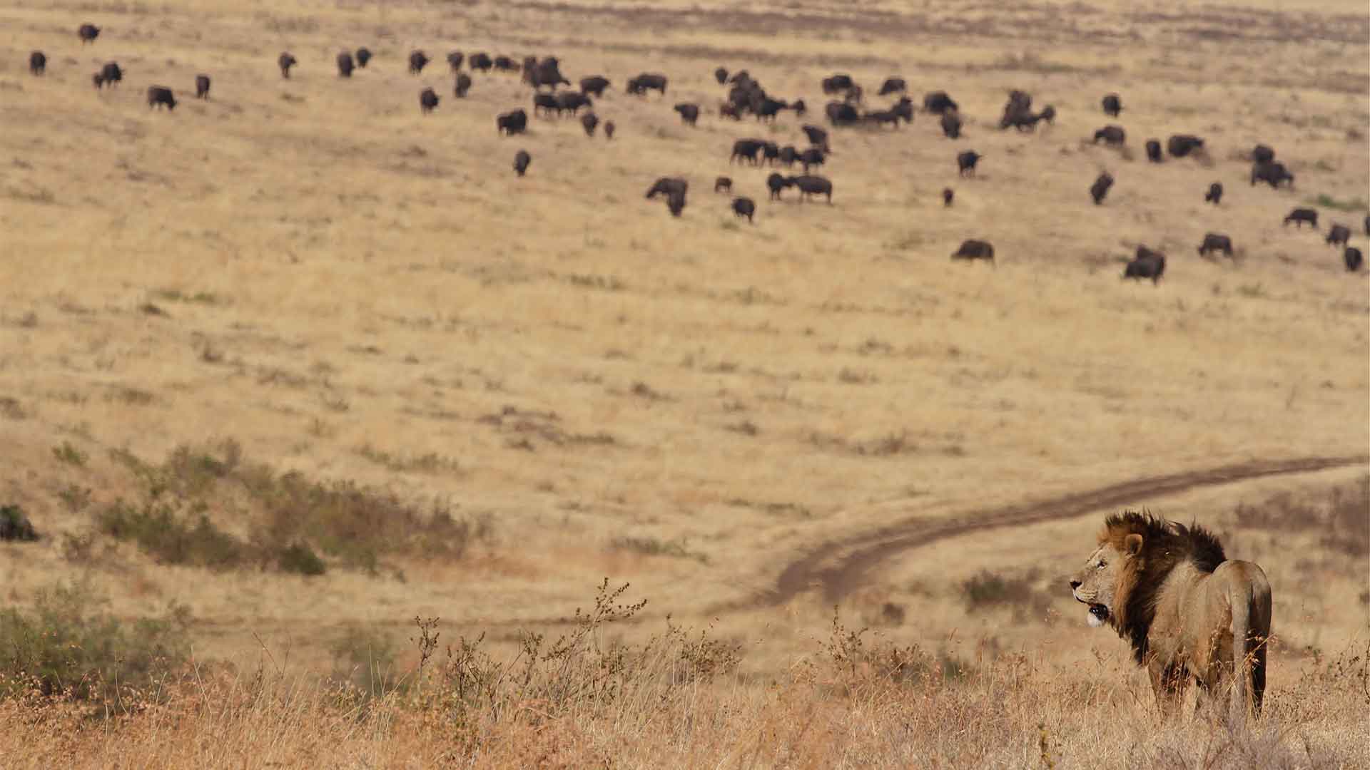 Dry Season Safari in Northern Serengeti