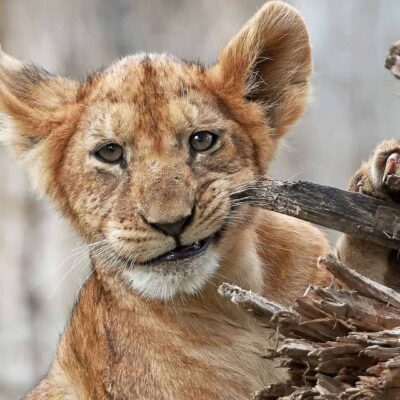 Lion cub chewing on a tree stump on 6 day Tanzanian safari tour