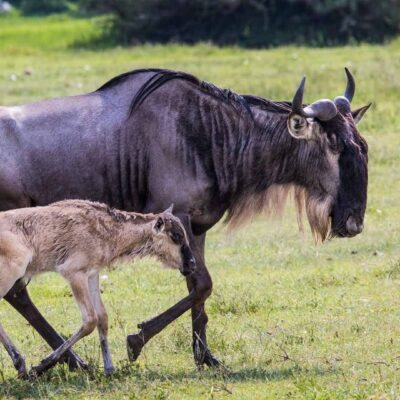 Mother wildebeest and her calf walk through the savanna on a 6 day Serengeti Safari trip to Africa