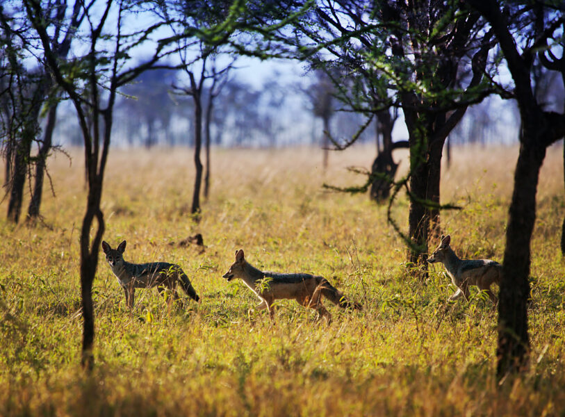 the day of the Jackal