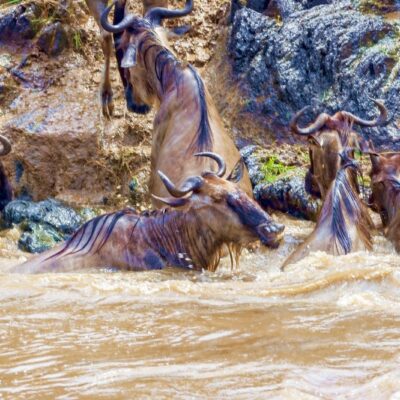 7 DAY GREAT MIGRATION AFRICAN SAFARI - GREEN SEASON