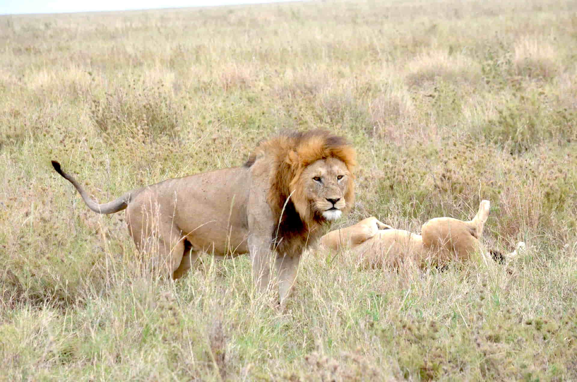 The Apex Sovereigns: A Year with the Lions of the Serengeti on Your Ultimate Tanzania Safari 2 Lions During Dry Season in Northern Serengeti During Tanzania Safari