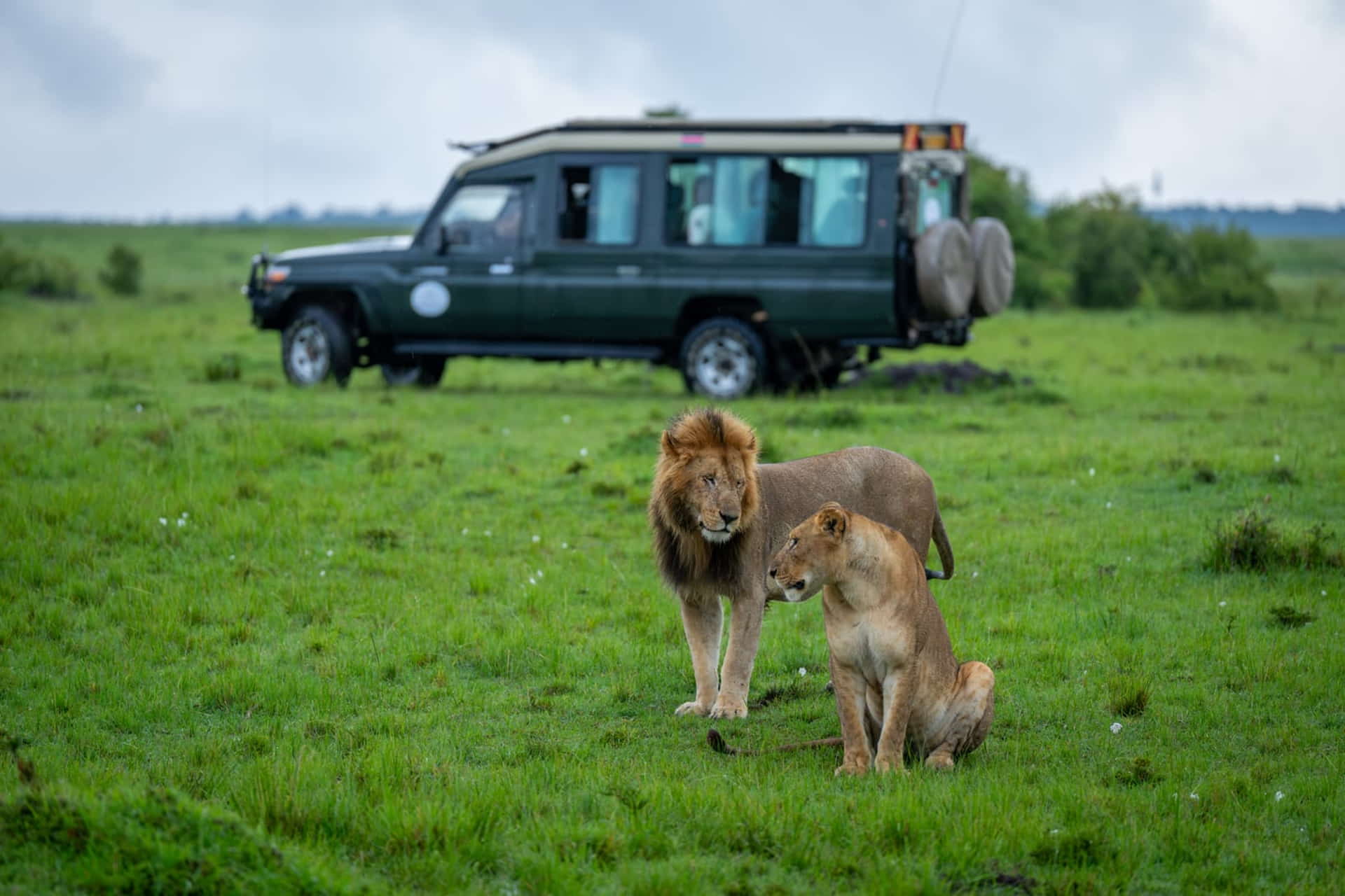 The Apex Sovereigns: A Year with the Lions of the Serengeti on Your Ultimate Tanzania Safari 5 Get Up Close & Personal With Apex Predators on Tanzania Safari With Jafrica Safari