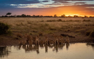 The Apex Sovereigns: A Year with the Lions of the Serengeti on Your Ultimate Tanzania Safari