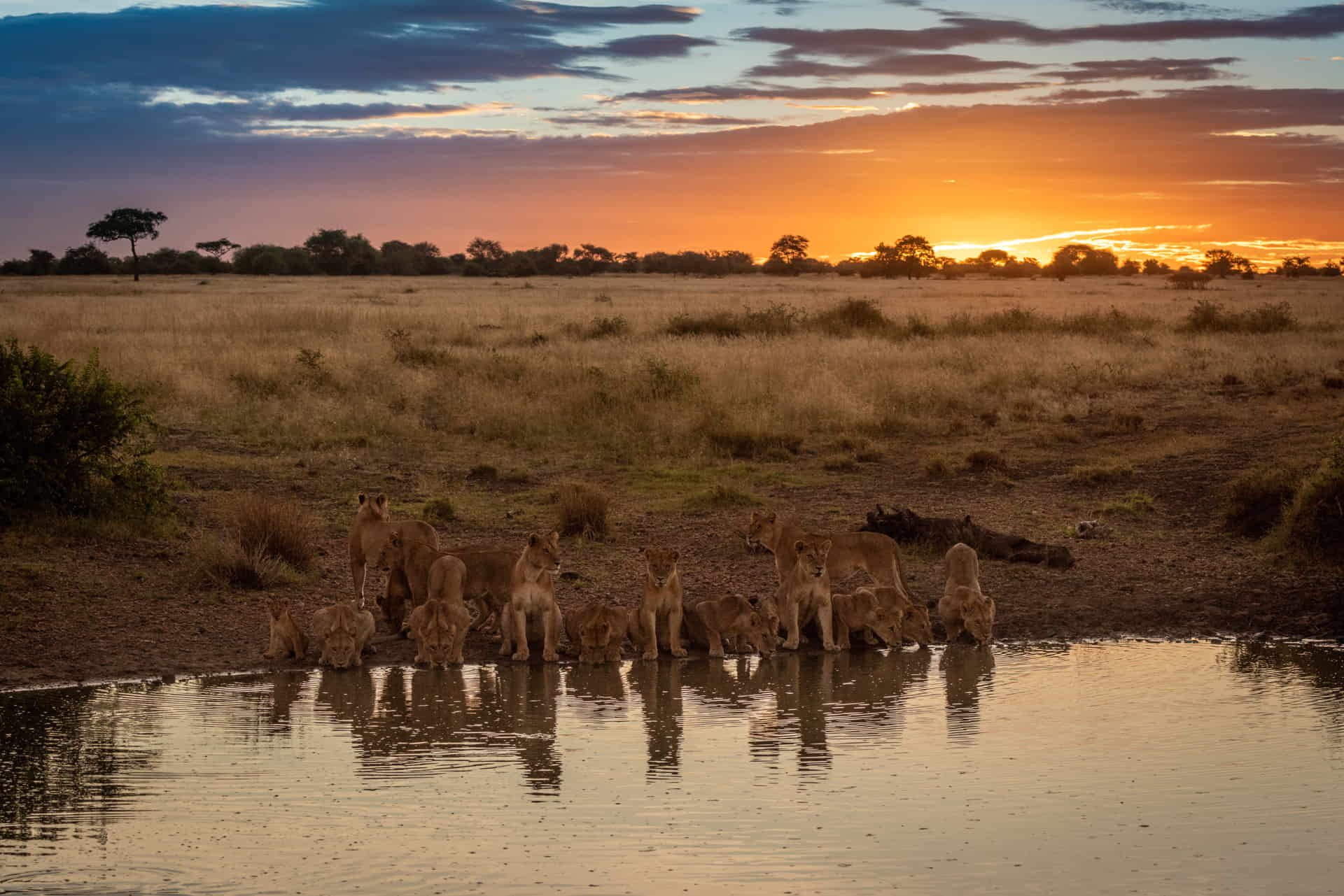 Lions in Tanzania Safari to Serengetijpg (8) Pride of Lions Drinking Water on Tanzania Safari to Serengeti