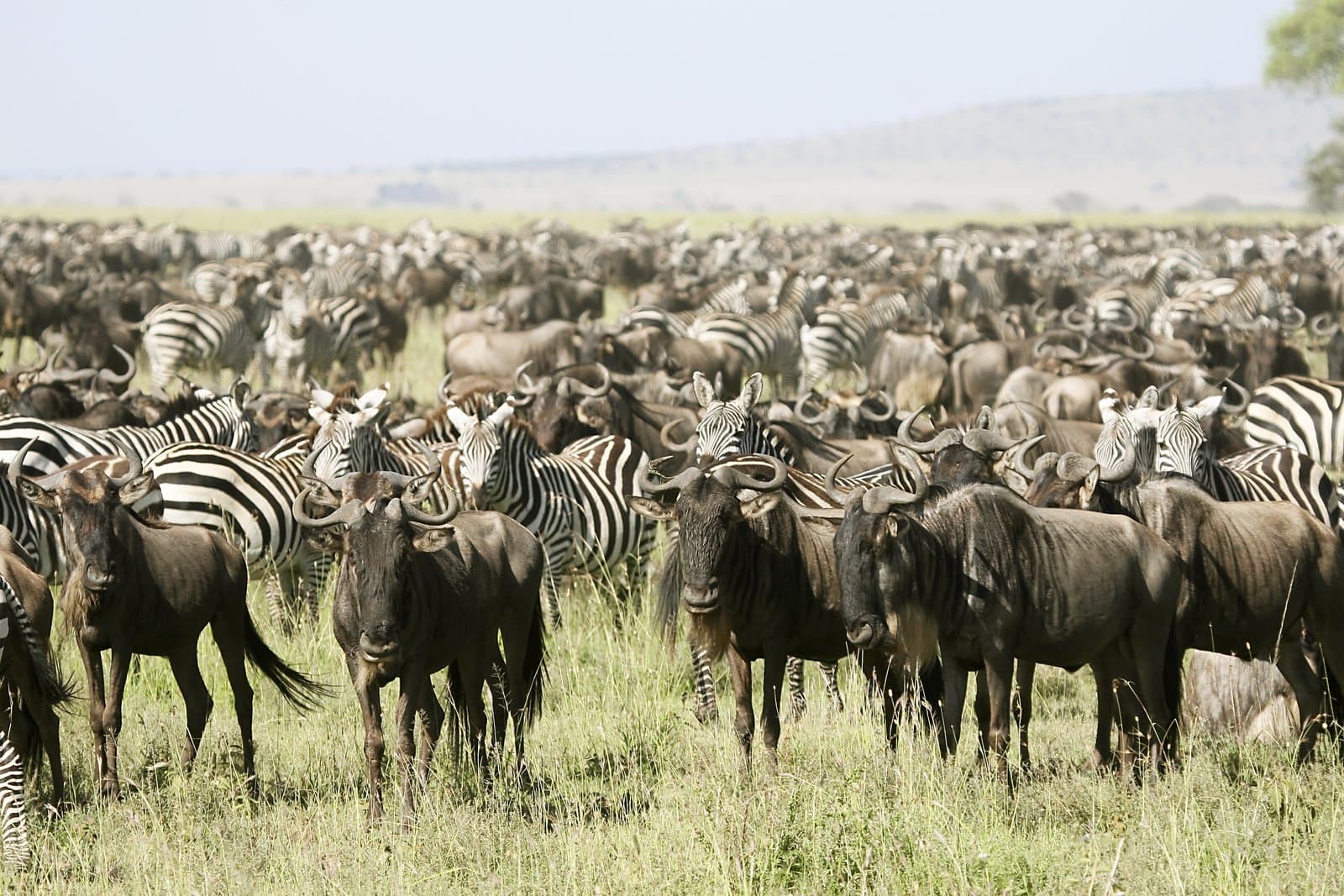 Green Season Safari in Southern Serengeti
