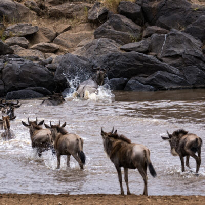 8-Day Great Migration Africa Safari: Witness the Greatest Show on Earth