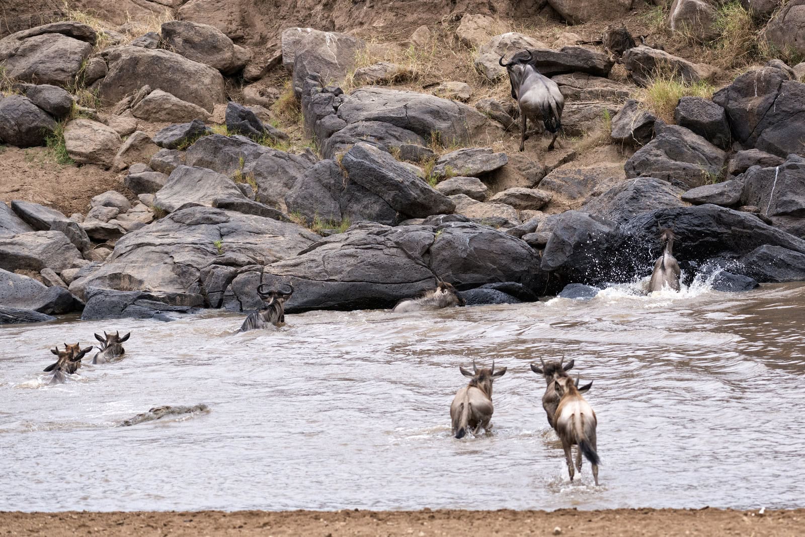 Crossing Mara River with Crocodile 