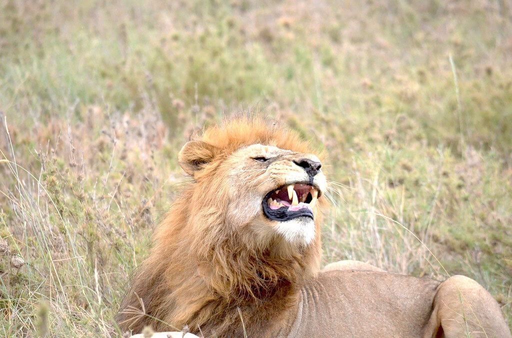 Tanzania Safari Adventure