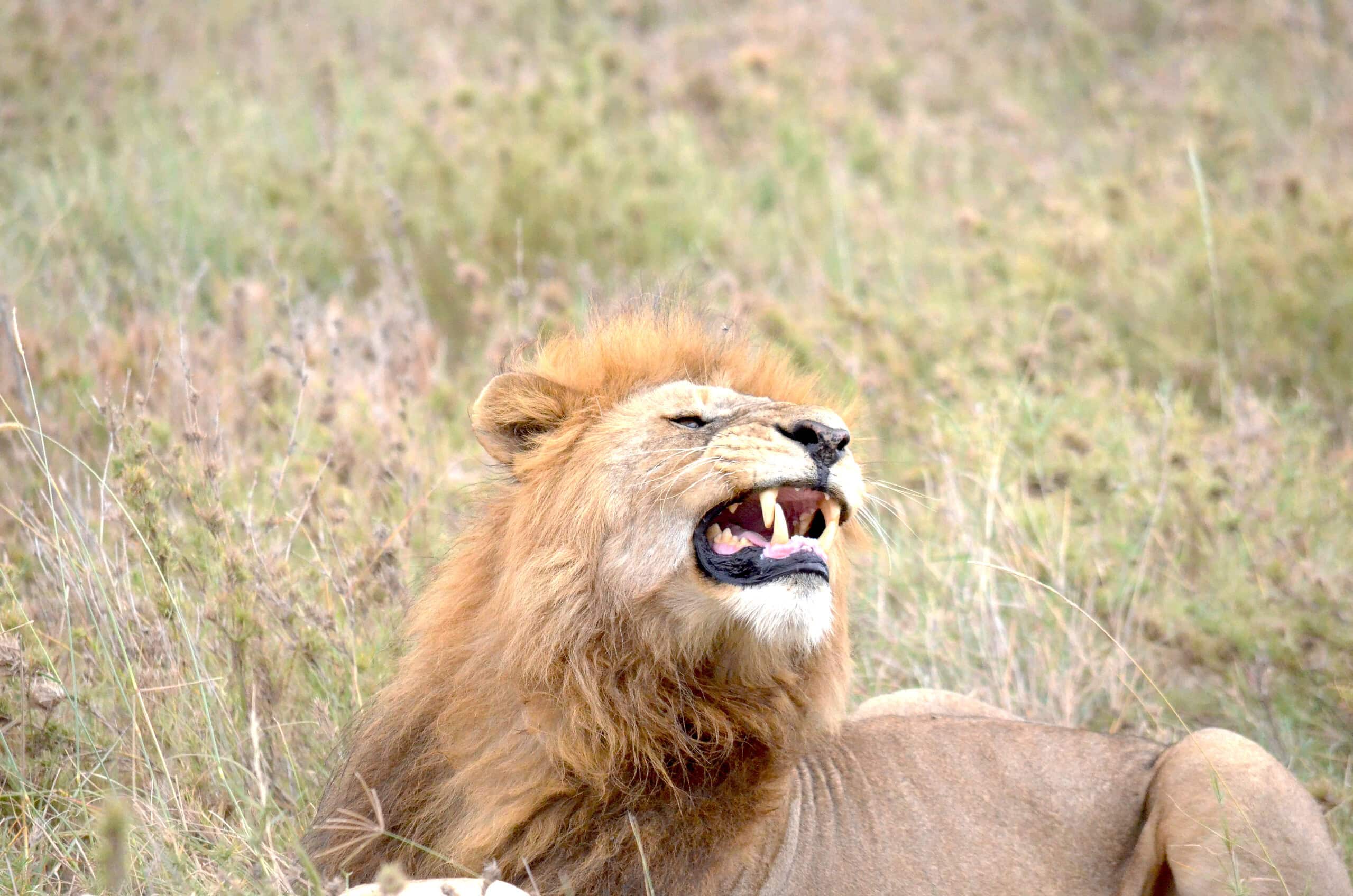 Tanzania Safari Adventure