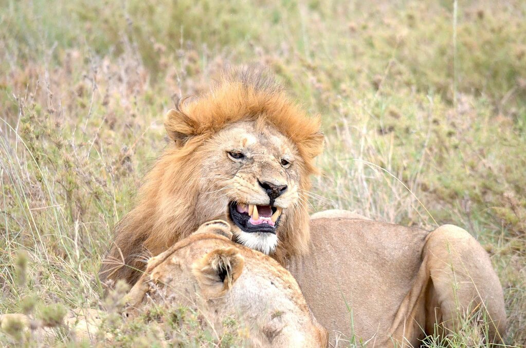 Tanzania Safari Adventure
