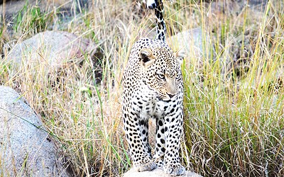 Tanzania safari adventure