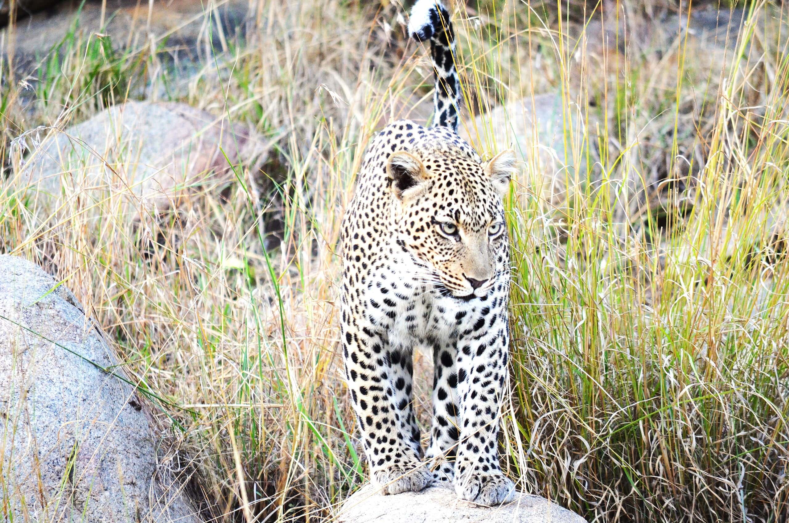 Tanzania Safari Adventure