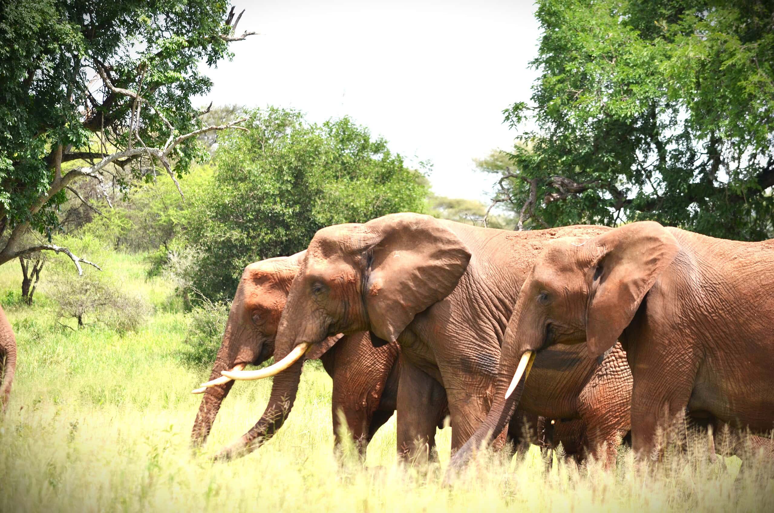 Tanzania Safari adventure