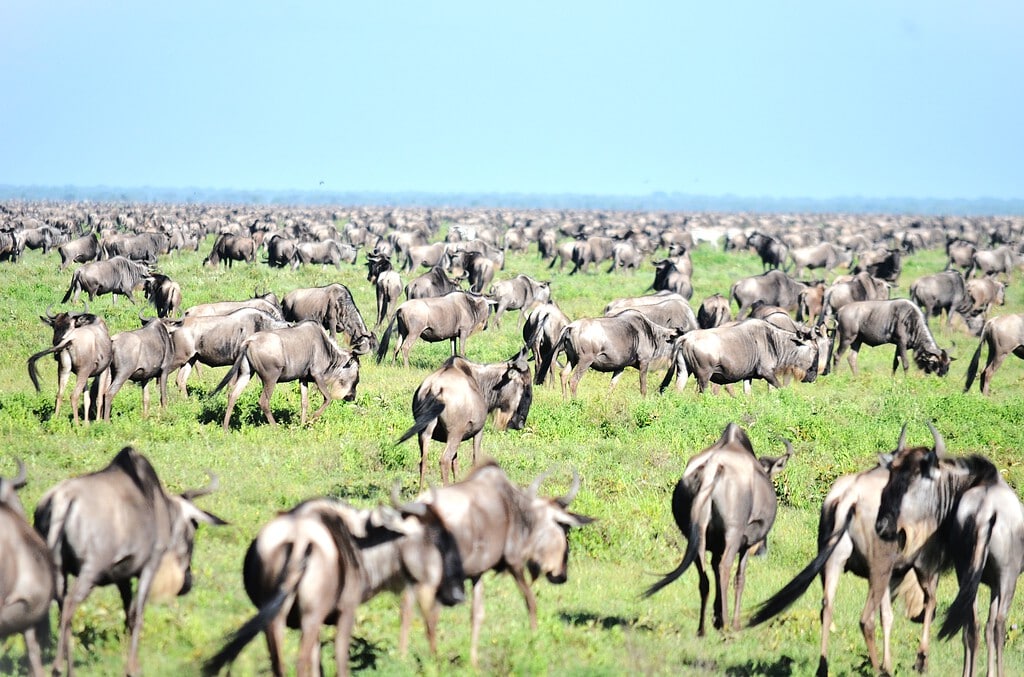 Tanzania Safari Adventure