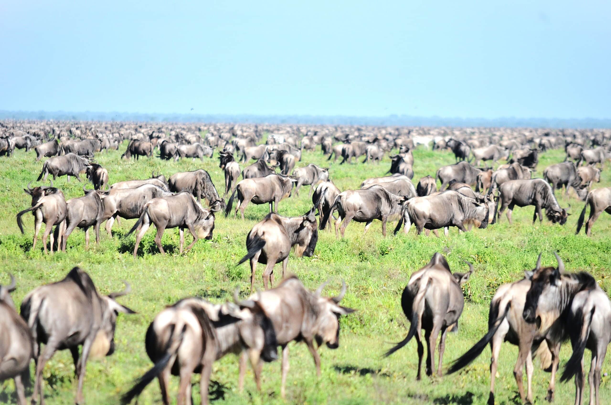 Tanzania Safari Adventure