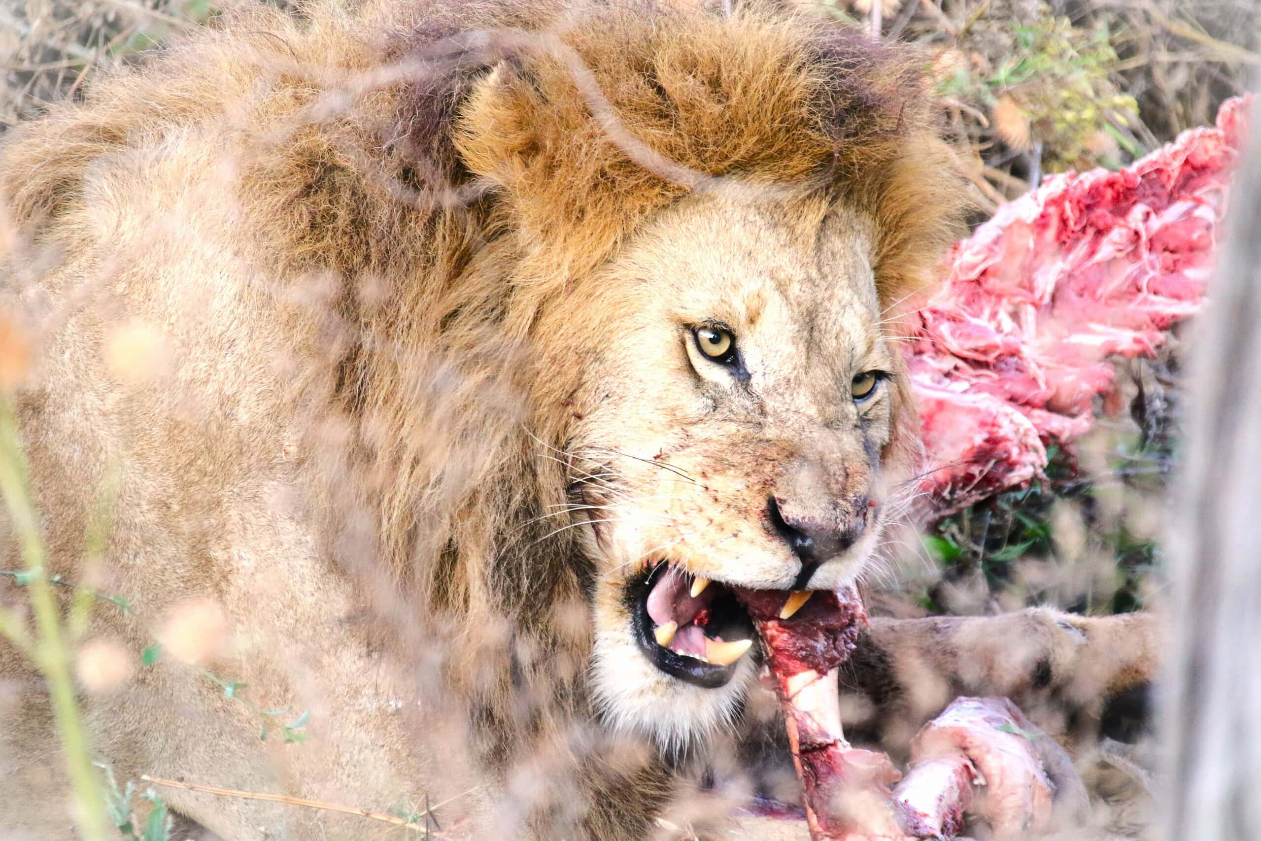 Tanzania Safari Adventure