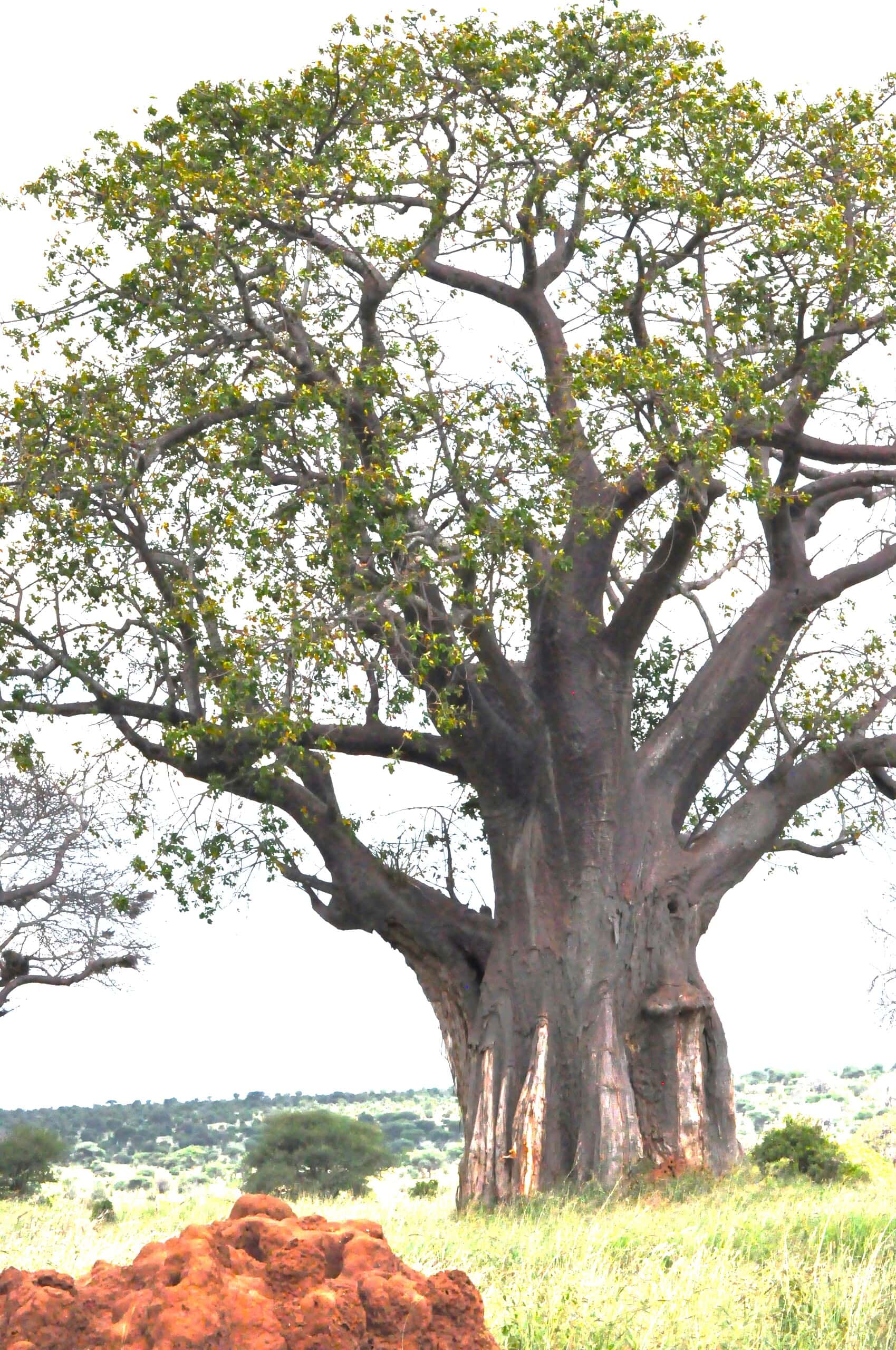 Tanzania Safari Adventure